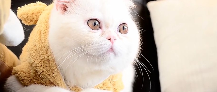 chat Exotic Shorthair